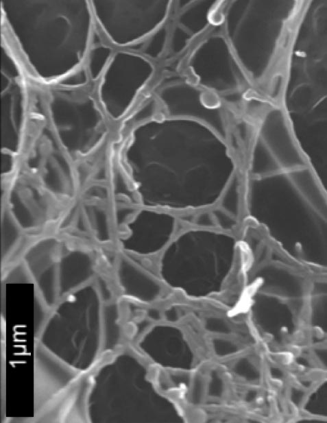 PPCN nanofibers SEM