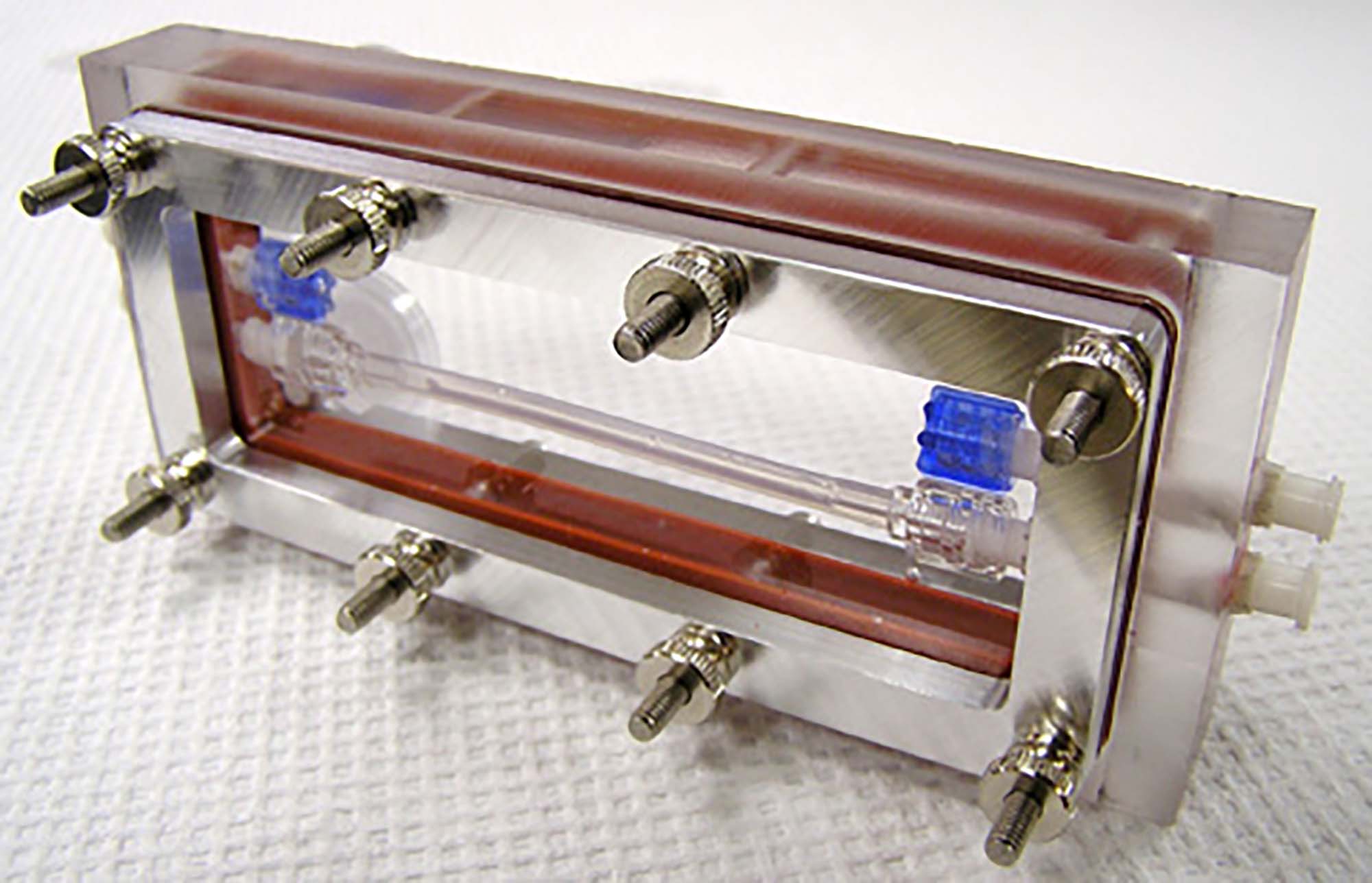 Vascular bioreactor